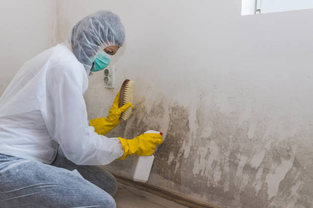 Best Same-Day Mold Removal  in Branchville, SC