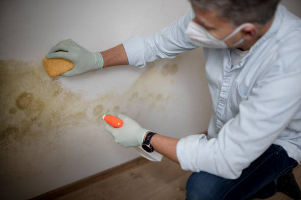 Best Mold Remediation  in Branchville, SC