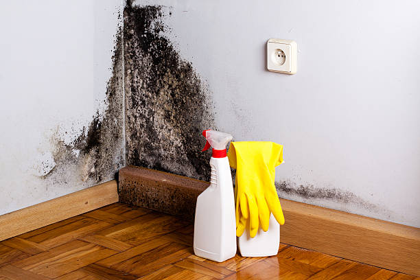 Best Local Mold Removal Service  in Branchville, SC