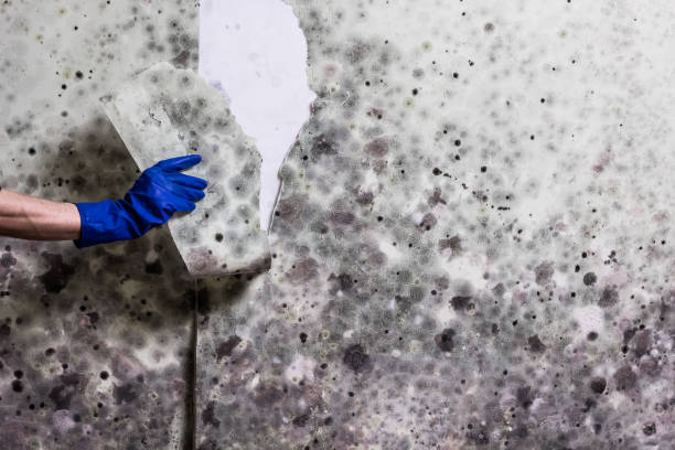 Best Toxic Mold Removal  in Branchville, SC