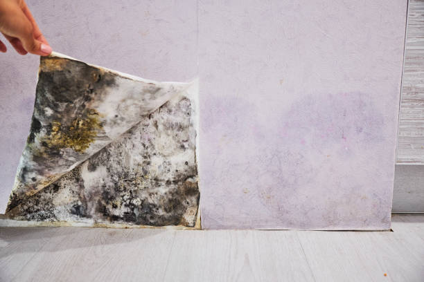 Mold Testing and Removal in Branchville, SC